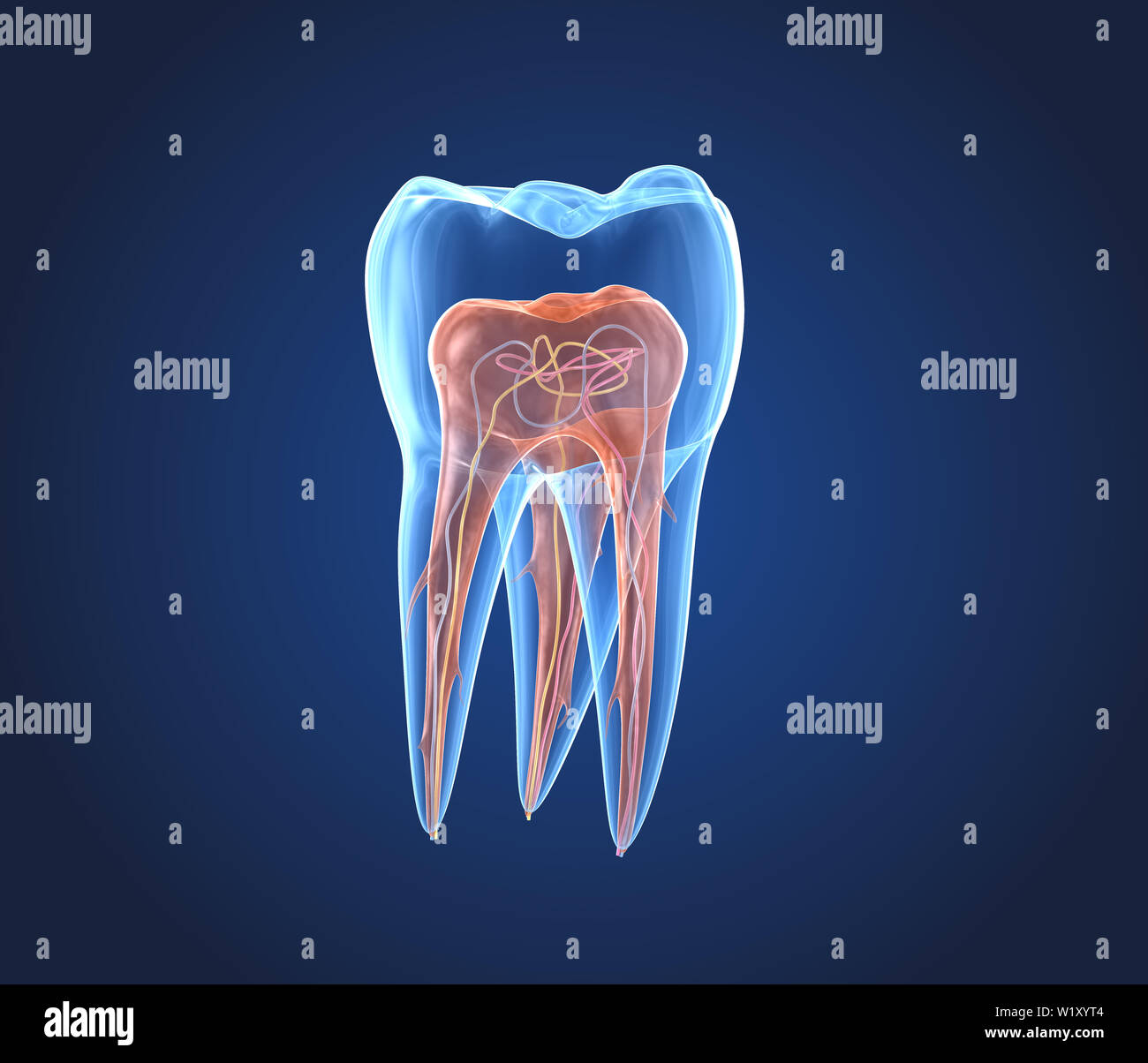 Transparent teeth. 3d renderings of endodontics inner structure Stock ...