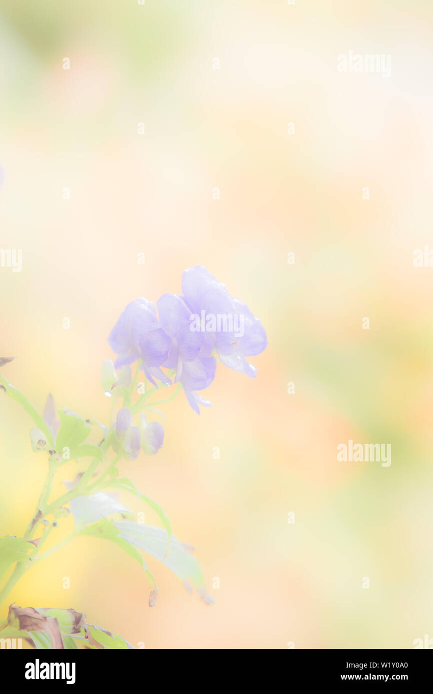 Pastel flower background discount