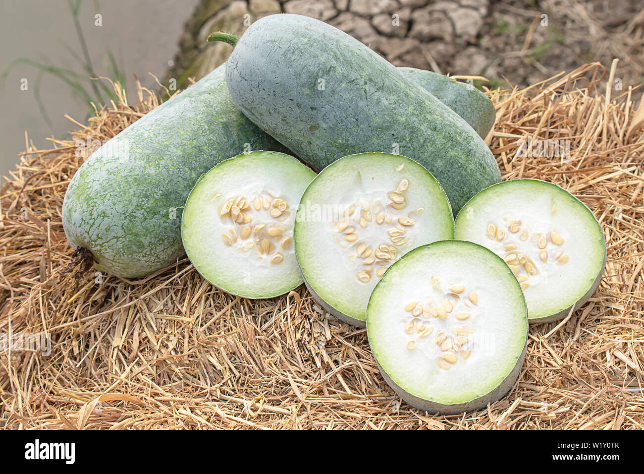 Winter melon is cut into pieces on the straw. Stock Photo