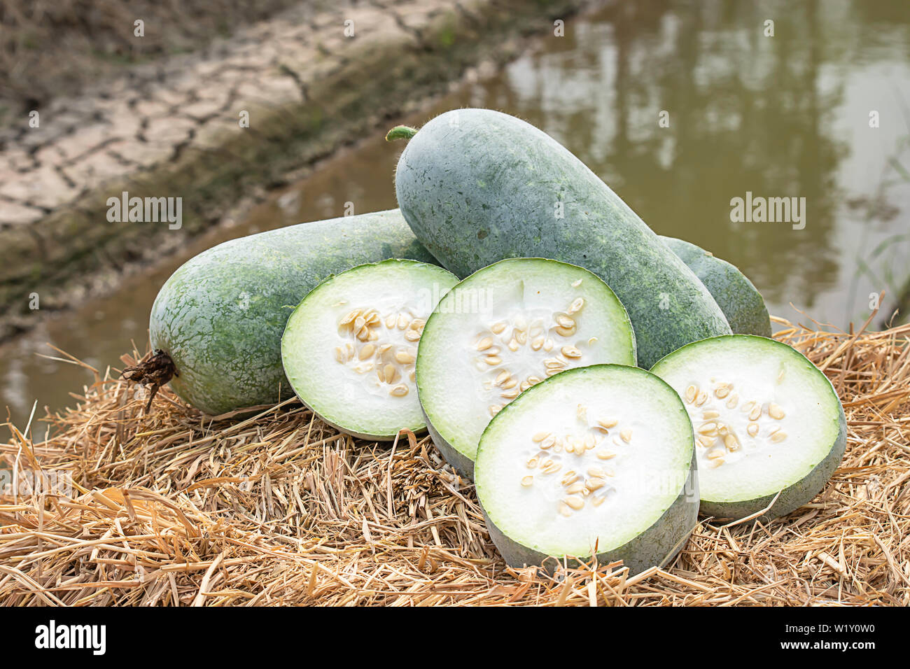 Winter melon is cut into pieces on the straw. Stock Photo