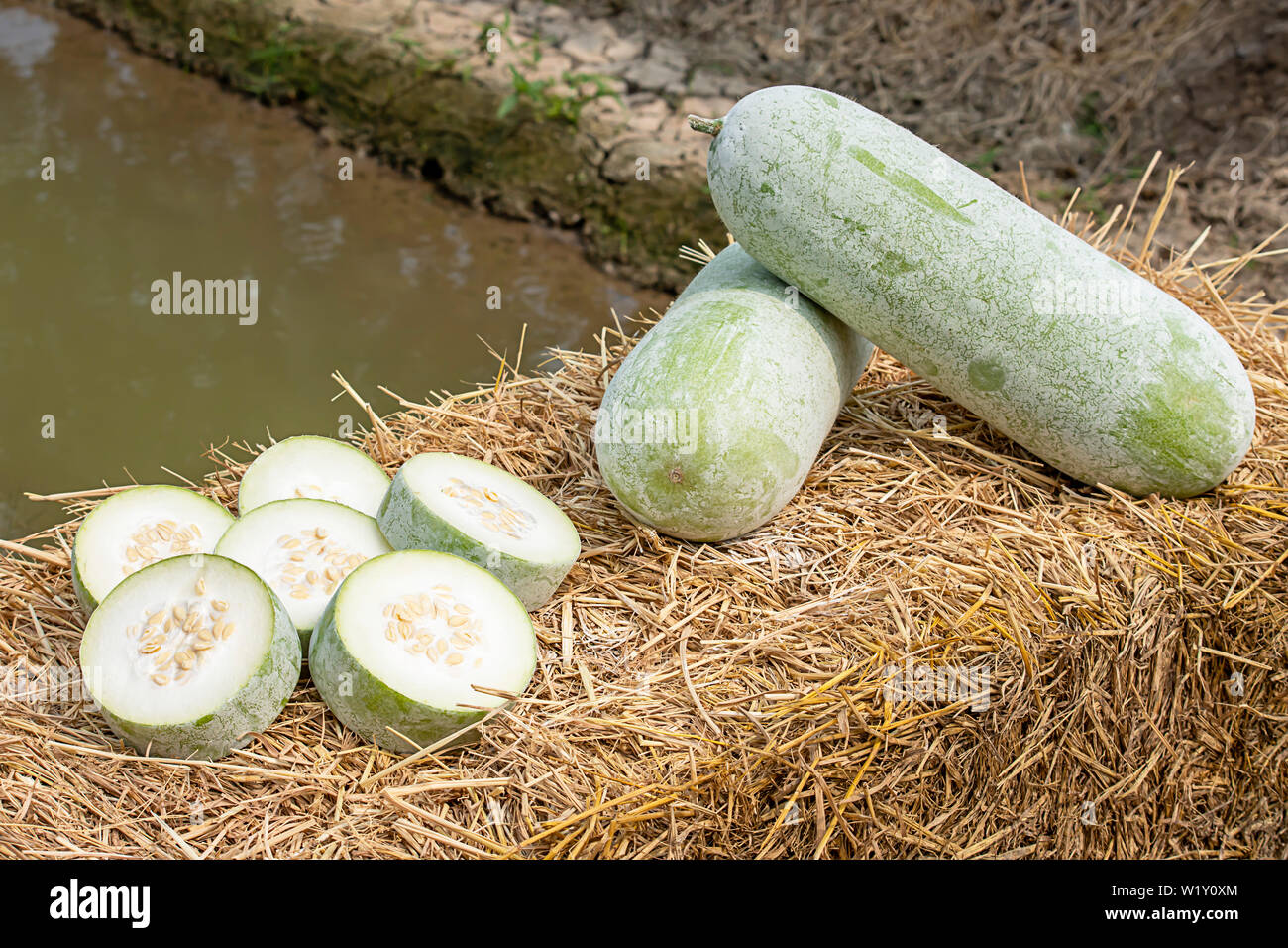 Winter melon is cut into pieces on the straw. Stock Photo