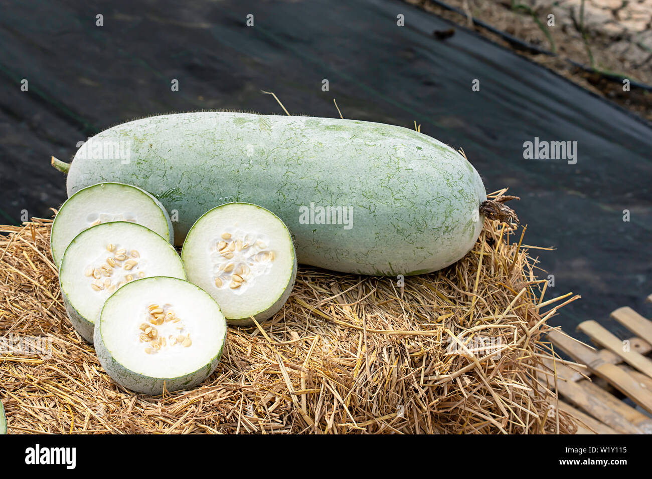 Winter melon is cut into pieces on the straw. Stock Photo