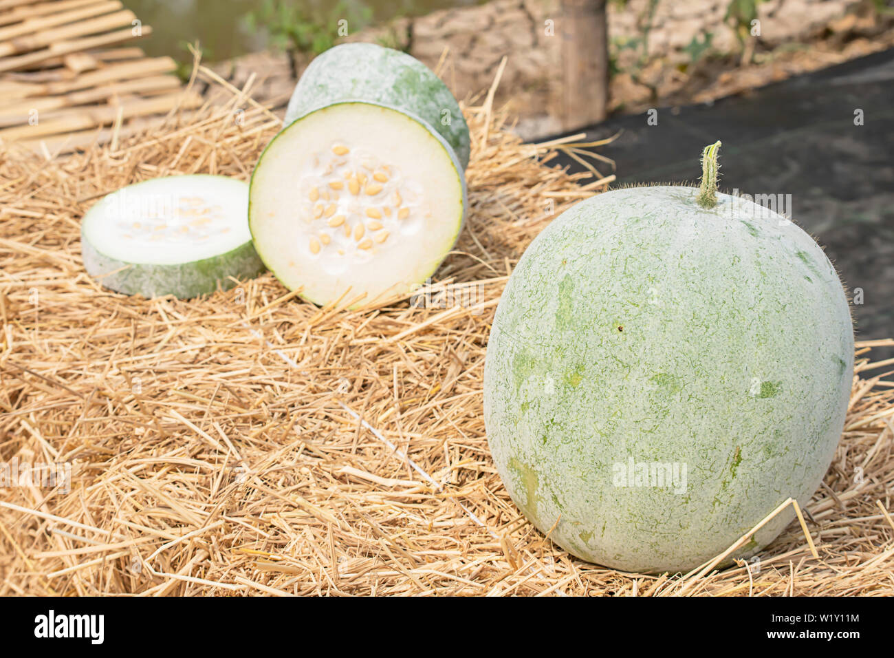 Winter melon is cut into pieces on the straw. Stock Photo
