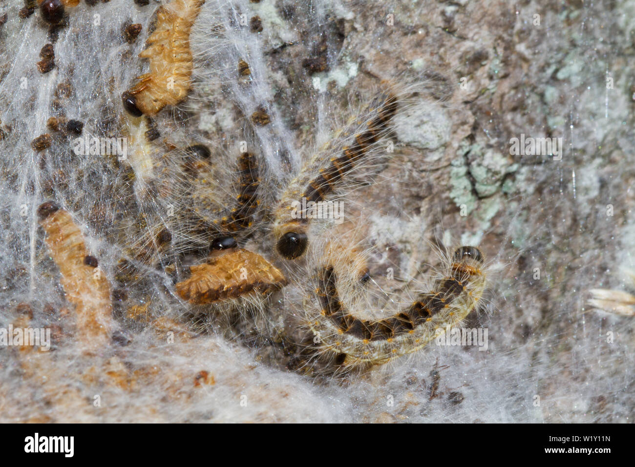 Larvae of Oak processionary on their communal nests of white silk Stock Photo