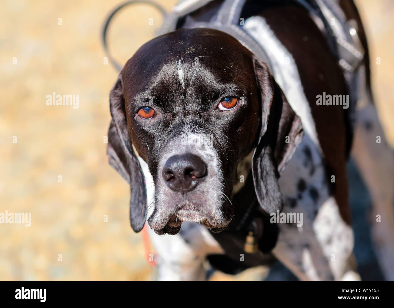 Hunting dog english pointer portrait on the sandy background Stock