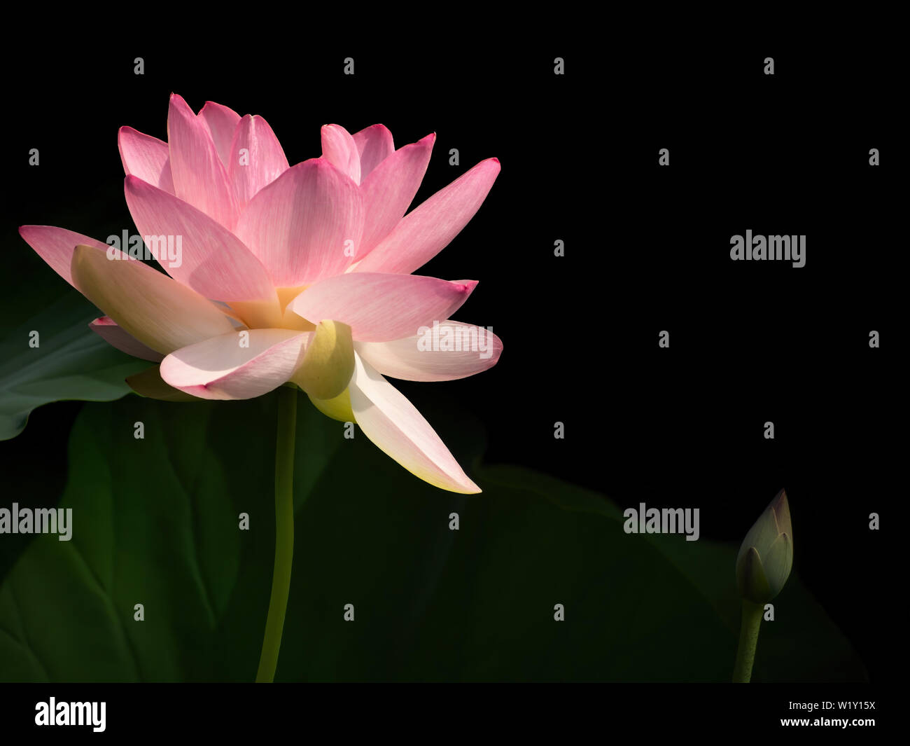 Nelumbo nucifera aka Indian or Sacred lotus. Pink flower with bud. Dark background. Stock Photo