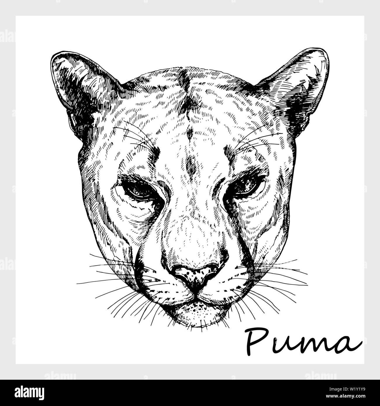 Hand drawn sketch style portrait of puma isolated on white background.  Vector illustration Stock Vector Image & Art - Alamy