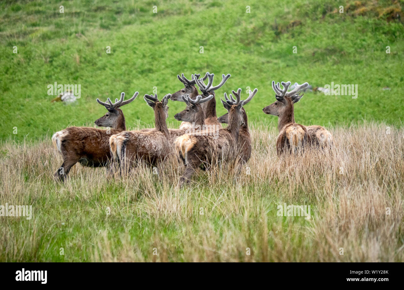 Red deer stags in North West Scotland with spring antlers covered in velvet Stock Photo