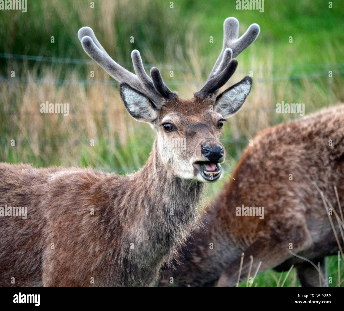 Red deer stag in North West Scotland with spring antlers covered in velvet Stock Photo