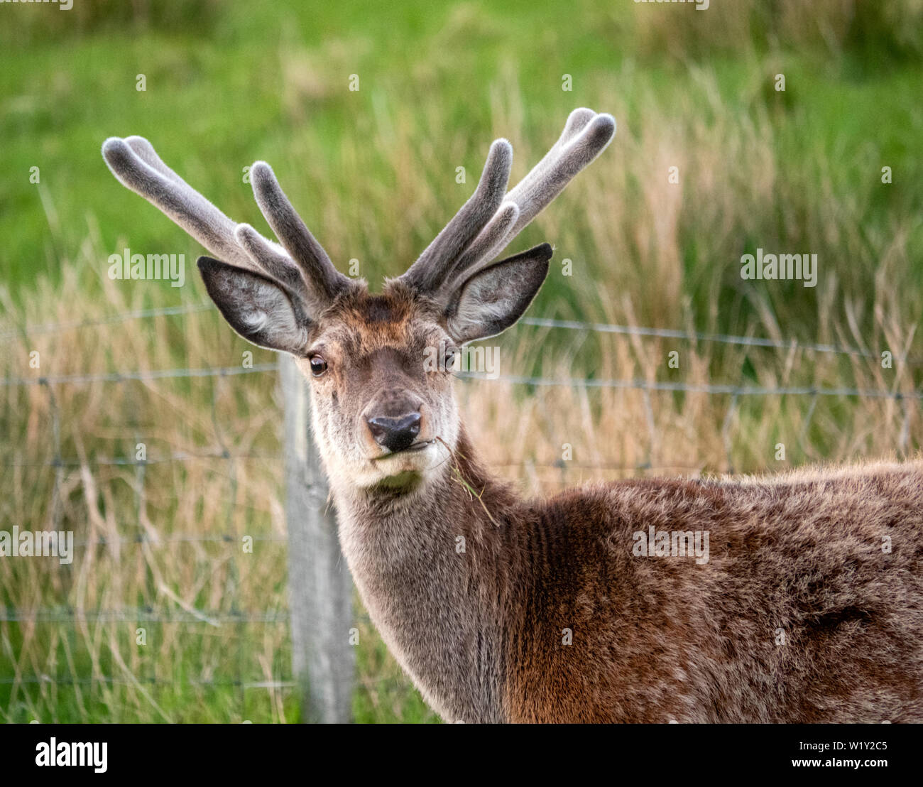 Red deer stag in North West Scotland with spring antlers covered in velvet Stock Photo