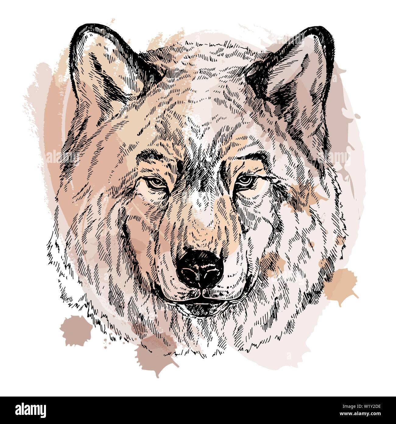 Wolf Sketch Cut Out Stock Images & Pictures Alamy