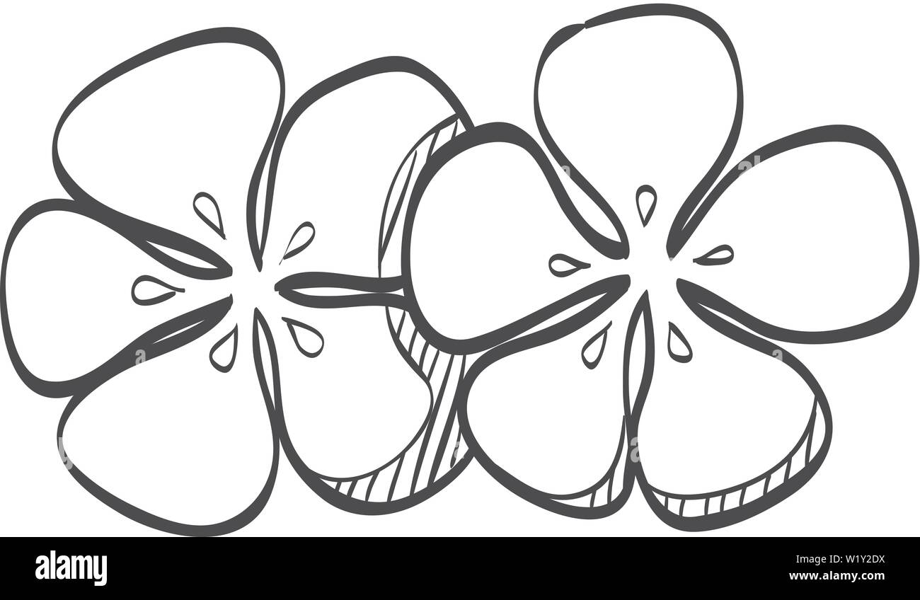 Jasmine flowers icon in doodle sketch lines. Spa, aromatherapy Stock