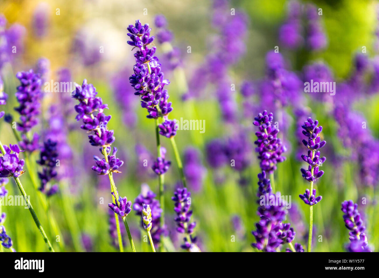 Real lavender flowers summer Lavandula angustifolia Stock Photo Alamy