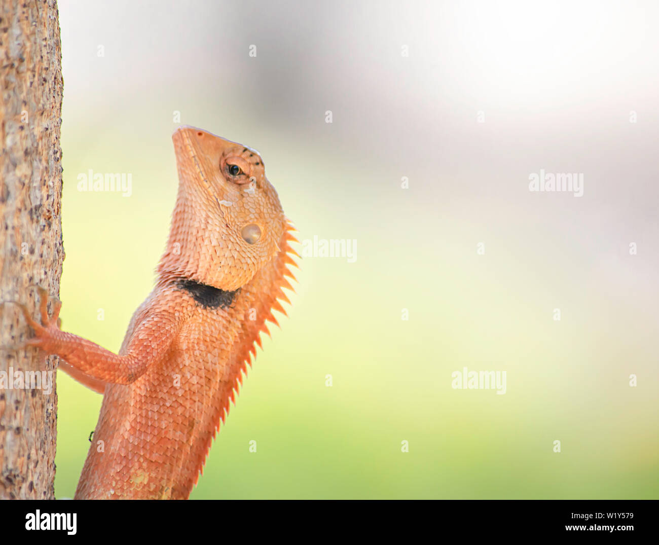 Chameleon orange on a tree Background blurred leaves. Stock Photo