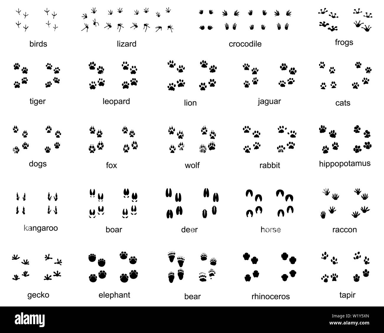 Set of footprints of wild animals on a white background Stock Photo