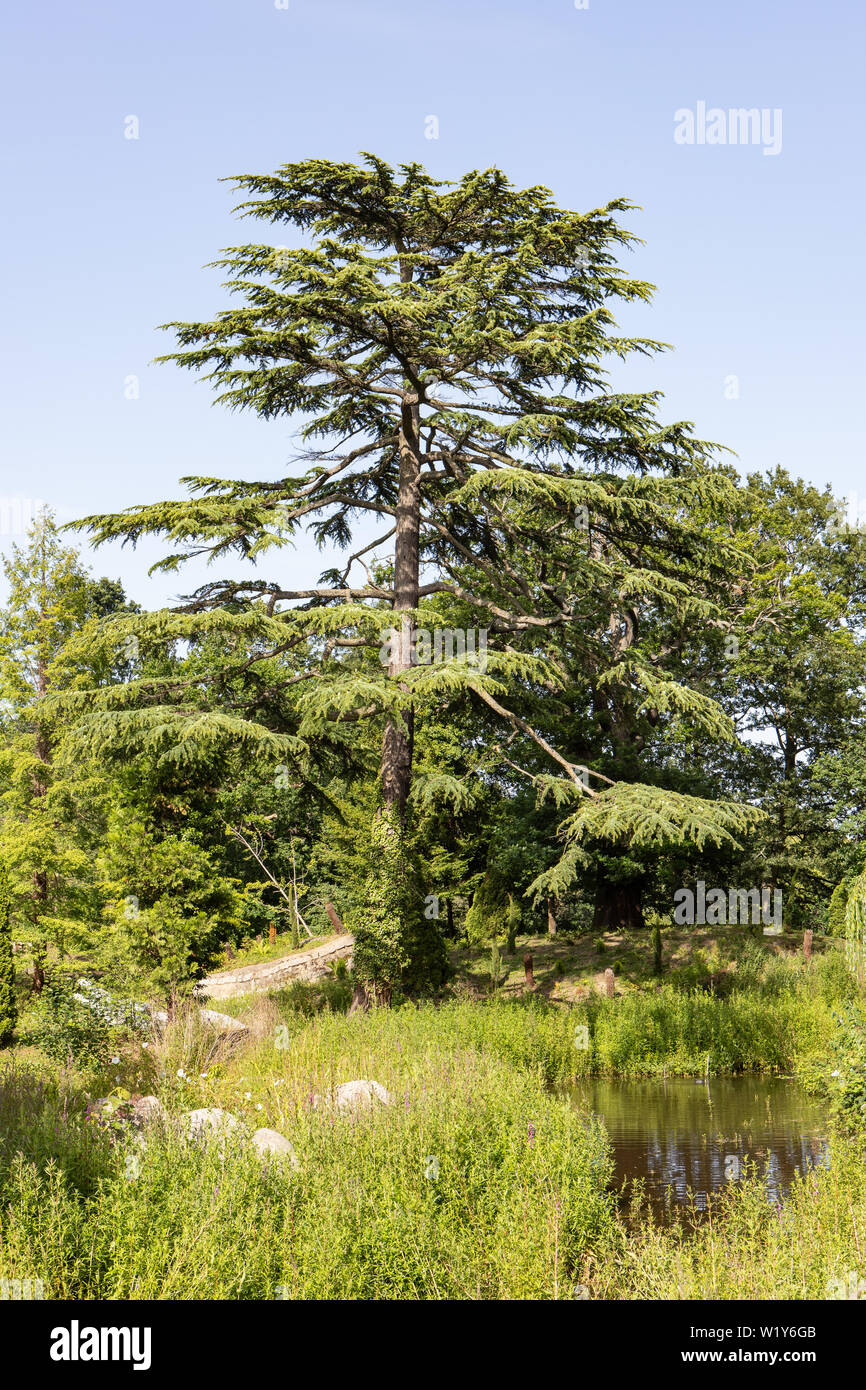 Cedar of Lebanon Tree Stock Photo