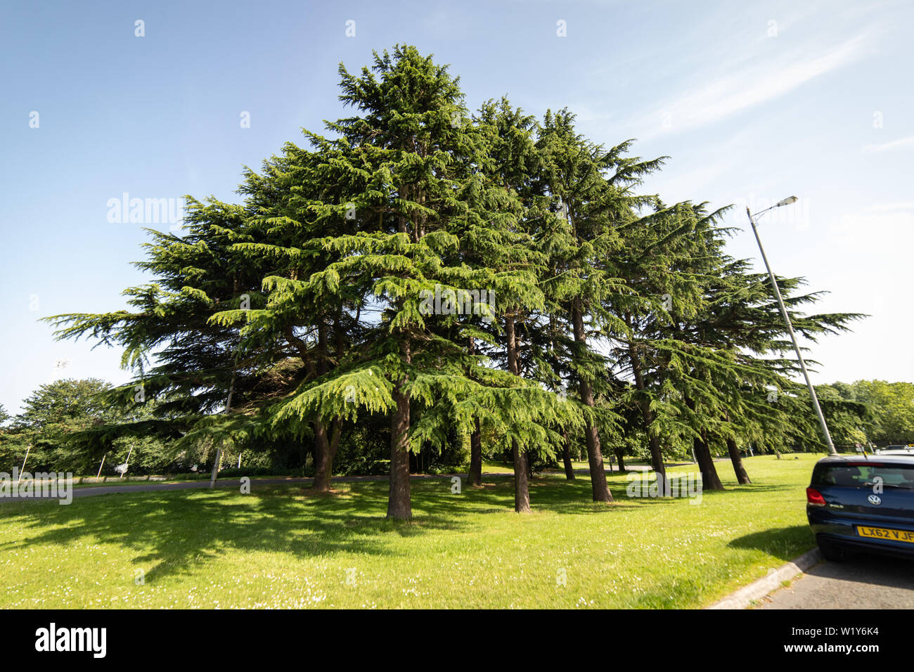 clump of Cedar trees in Crystal Palace park Stock Photo