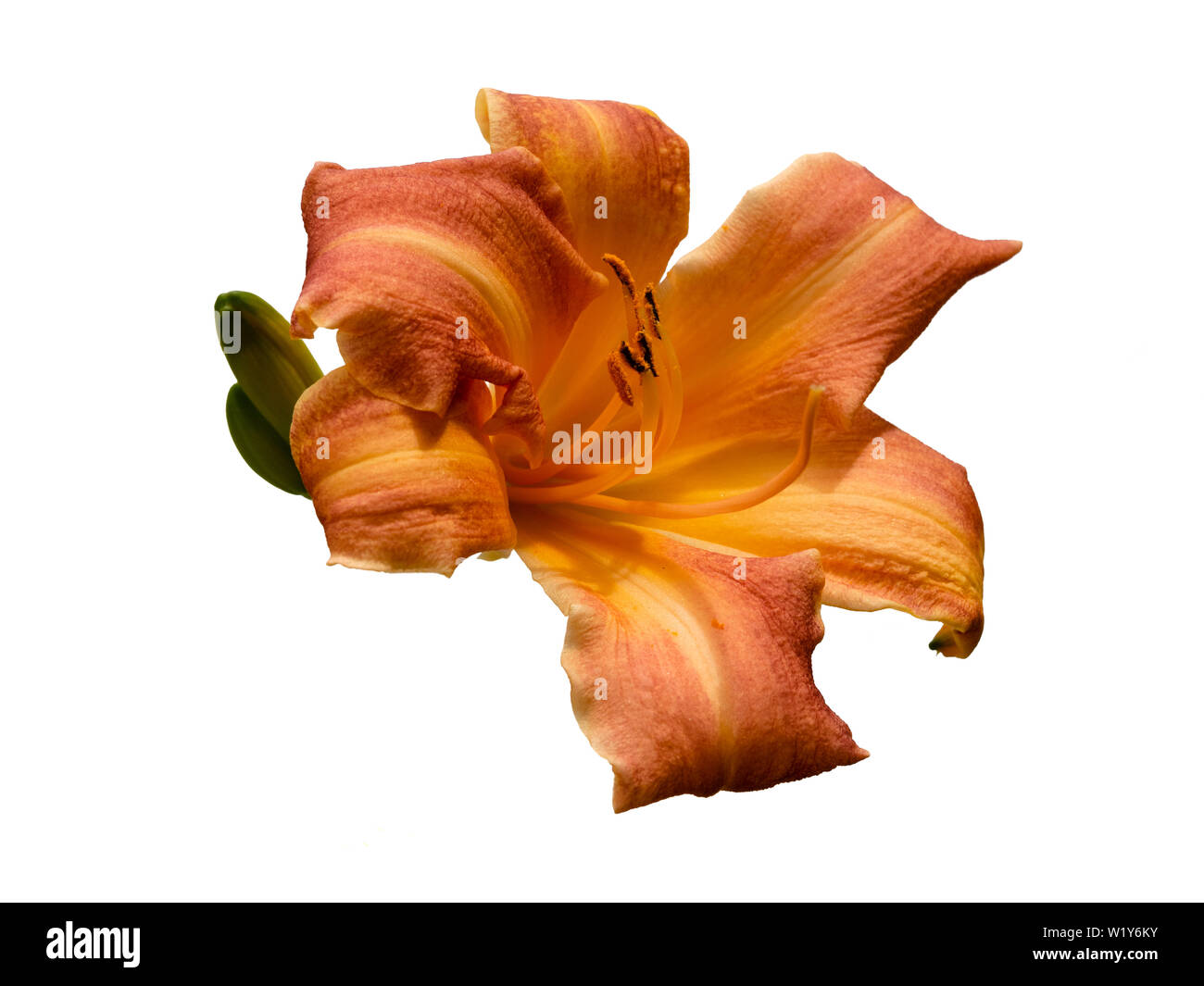 Individual flower of the summer blooming daylily, Hemerocallis 'Children's Festival', isolated on a white background Stock Photo