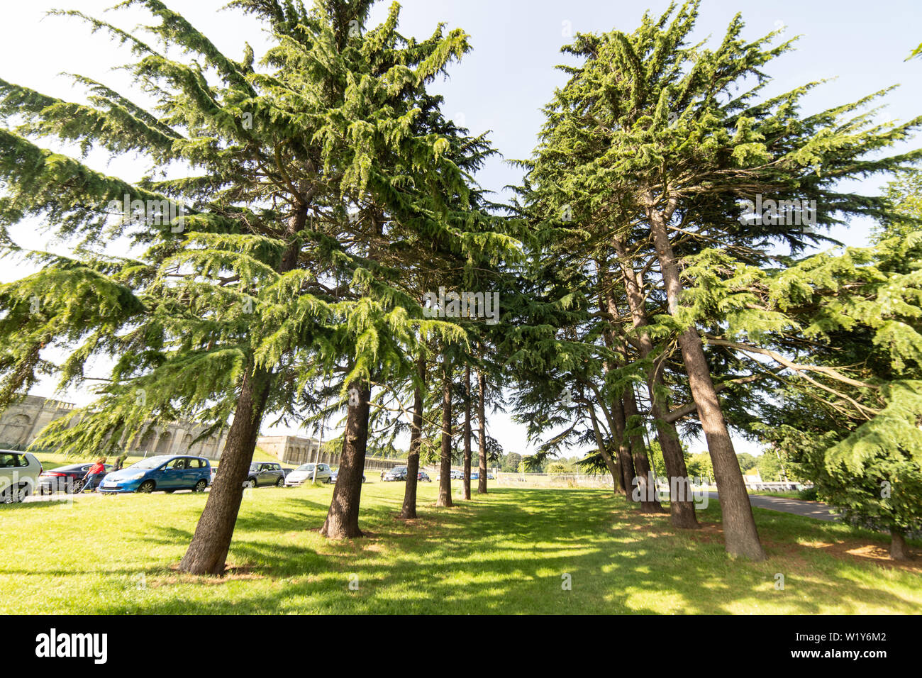 clump of cedar trees in Crystal Palace park Stock Photo