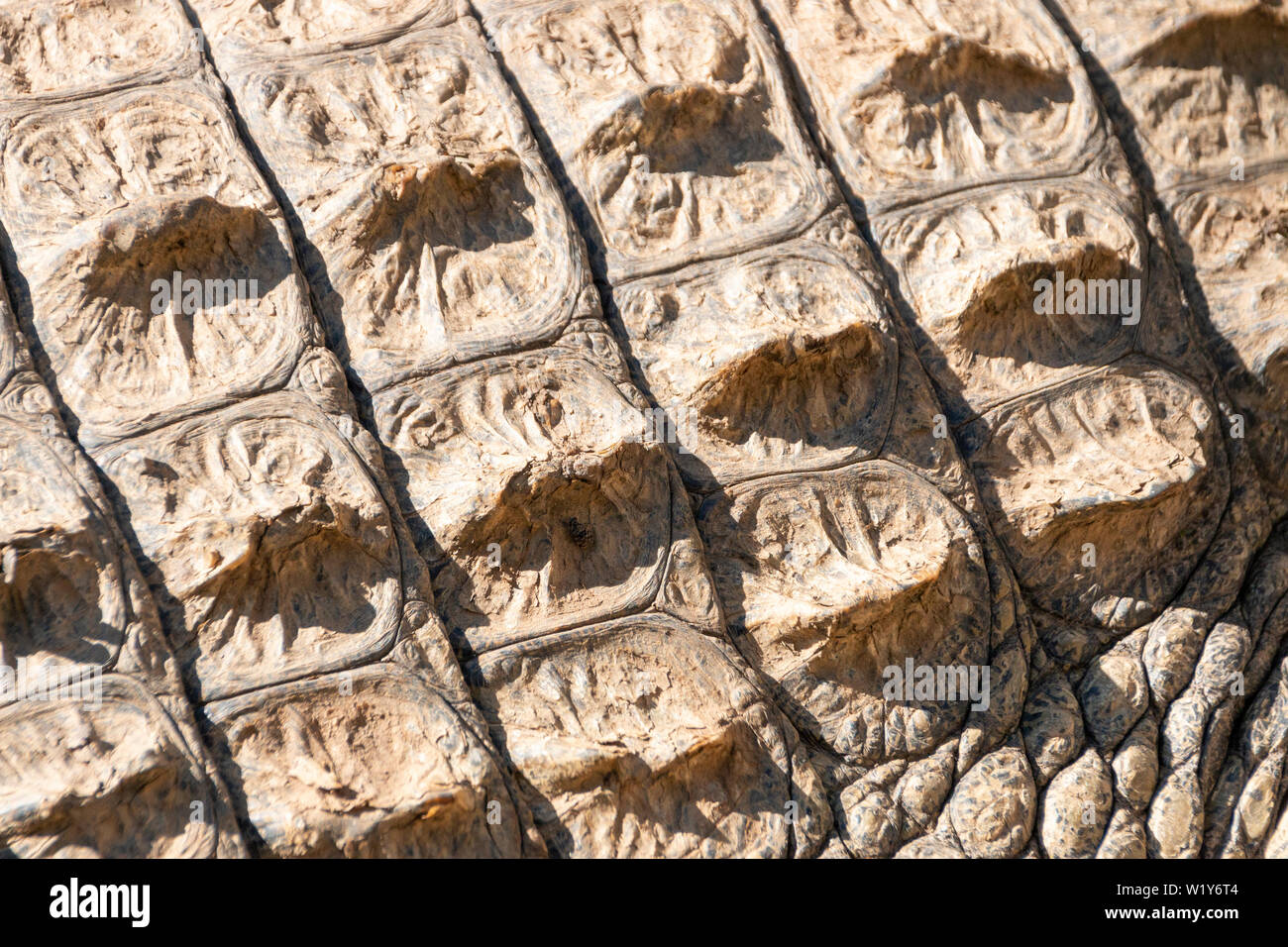 A close up view of the scales on the back of a crocodile Stock Photo