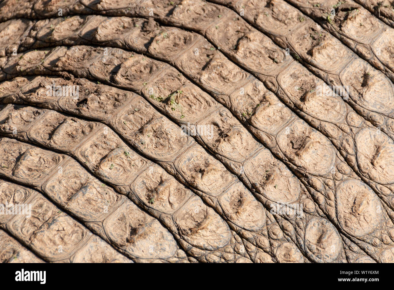 A close up view of the scales on the back of a crocodile Stock Photo
