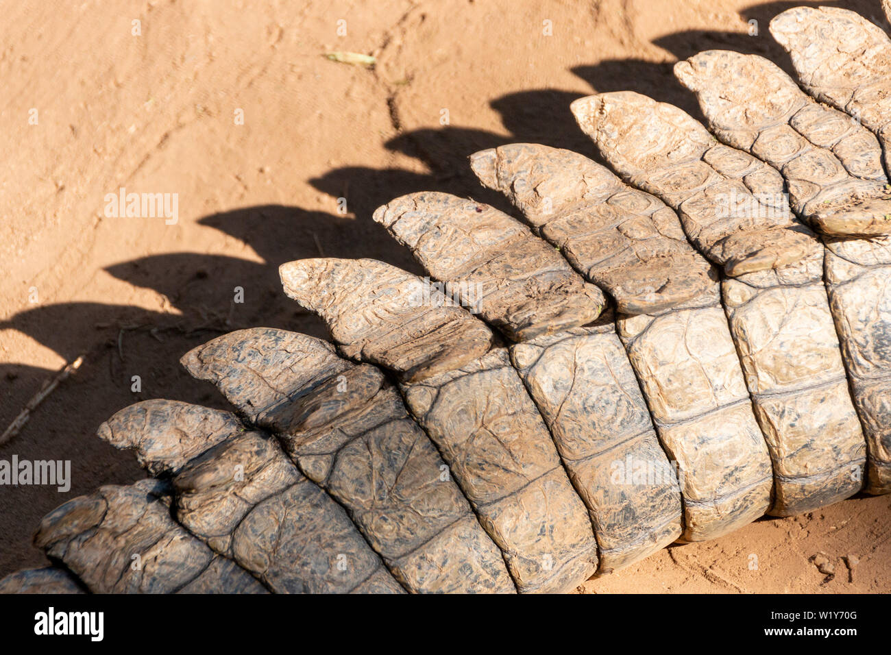 A close up view of the end of a crocodiles tail Stock Photo