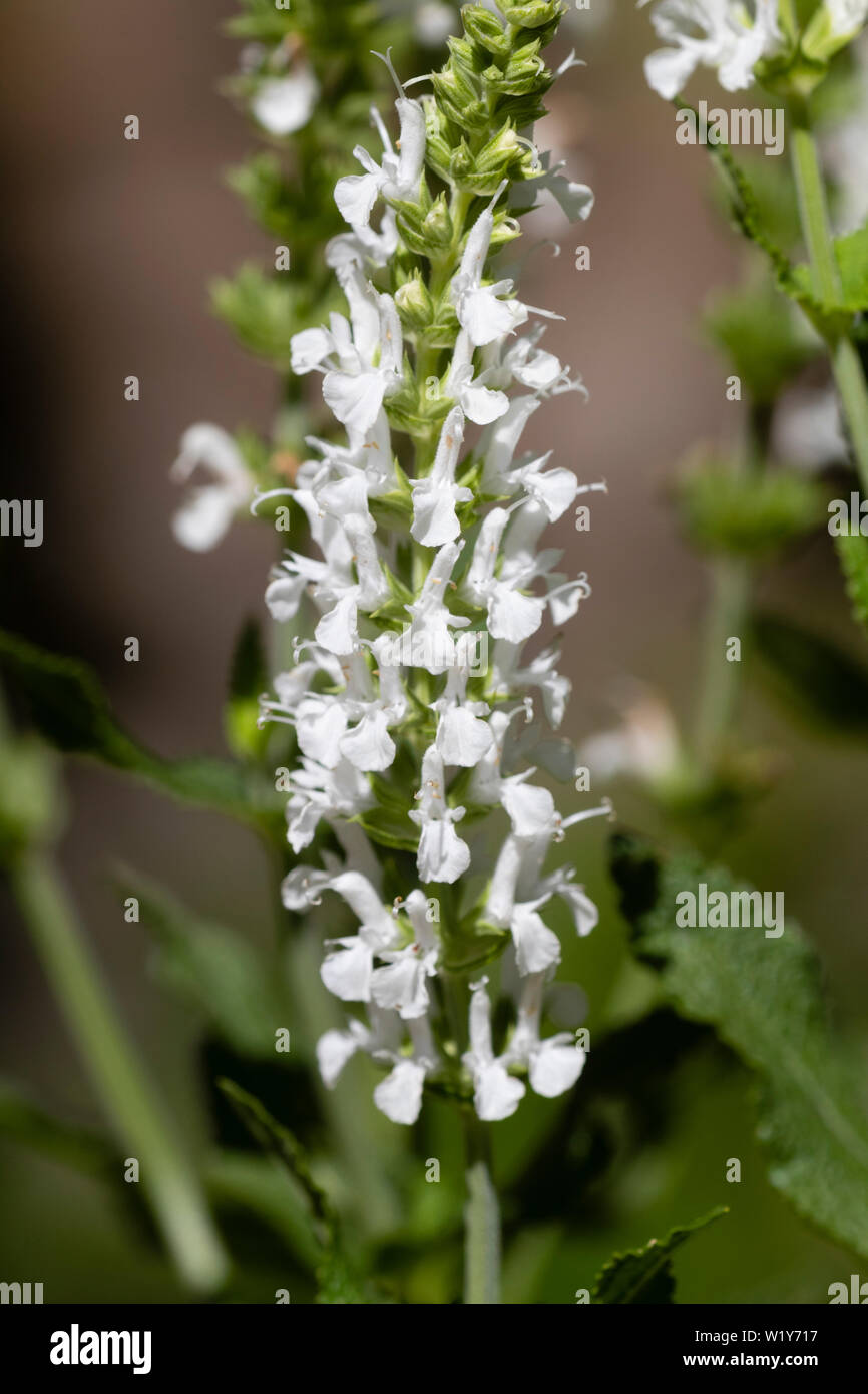 Salvia x sylvestris ‘schneehugel’ hi-res stock photography and images ...