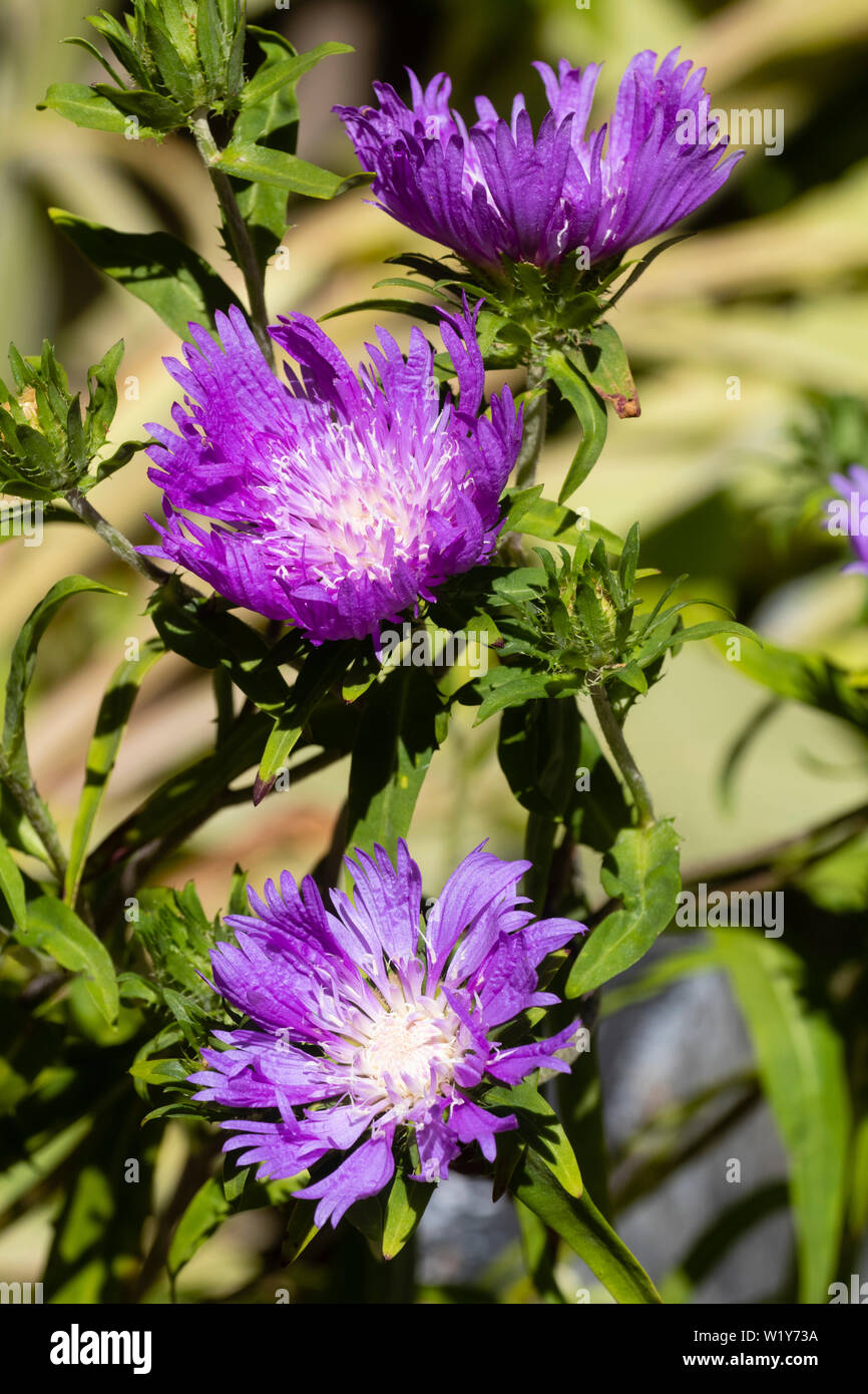 White flower with purple center hires stock photography and images Alamy