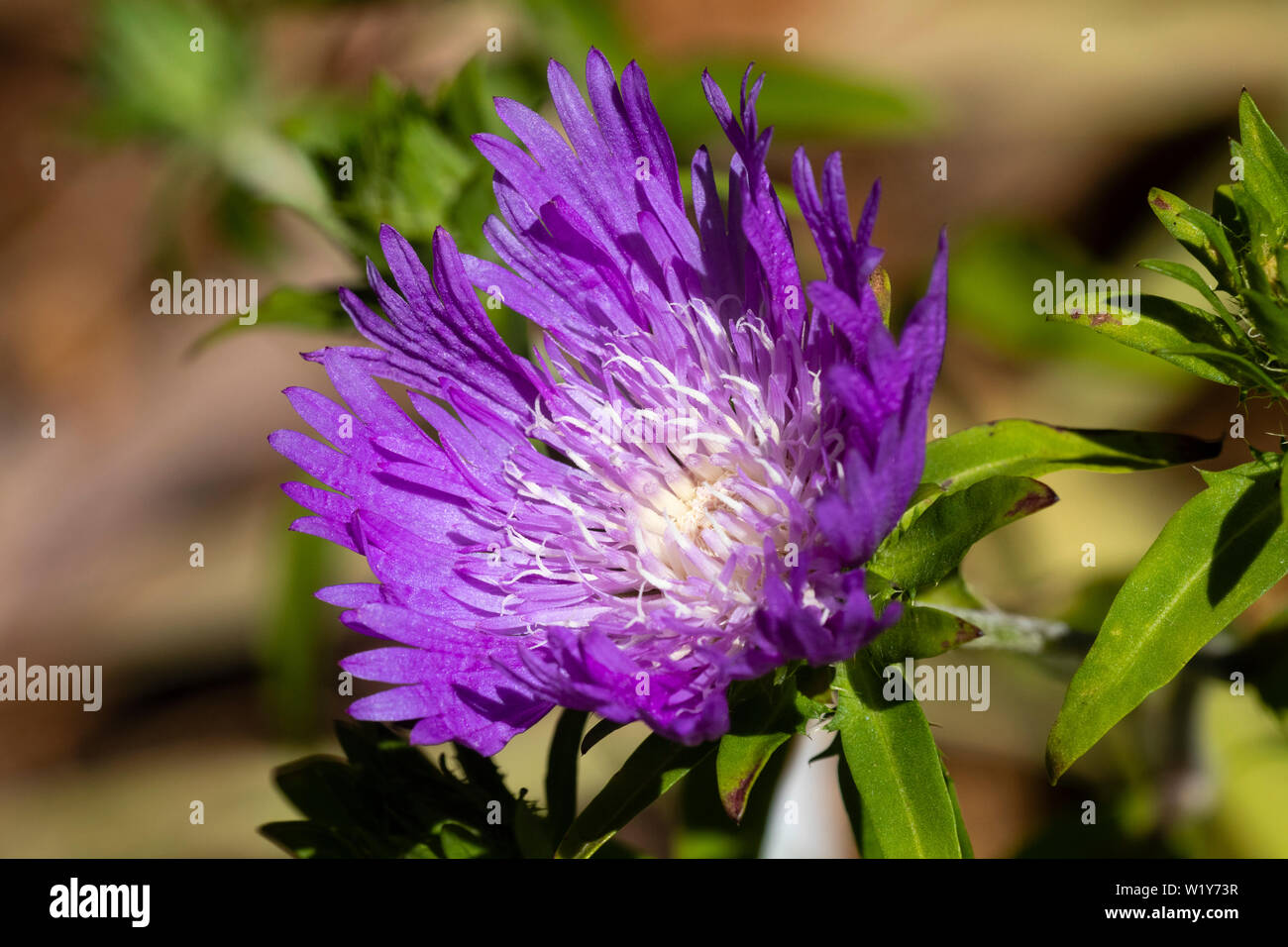 White centered purple flowers of the hardy perennial Stoke's aster, Stokesia laevis 'Purple Parasols' Stock Photo