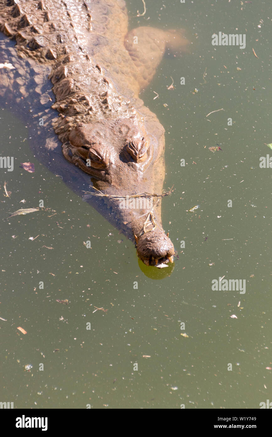 A close up view of the front half of a nile crocodile floating in the dirty water Stock Photo