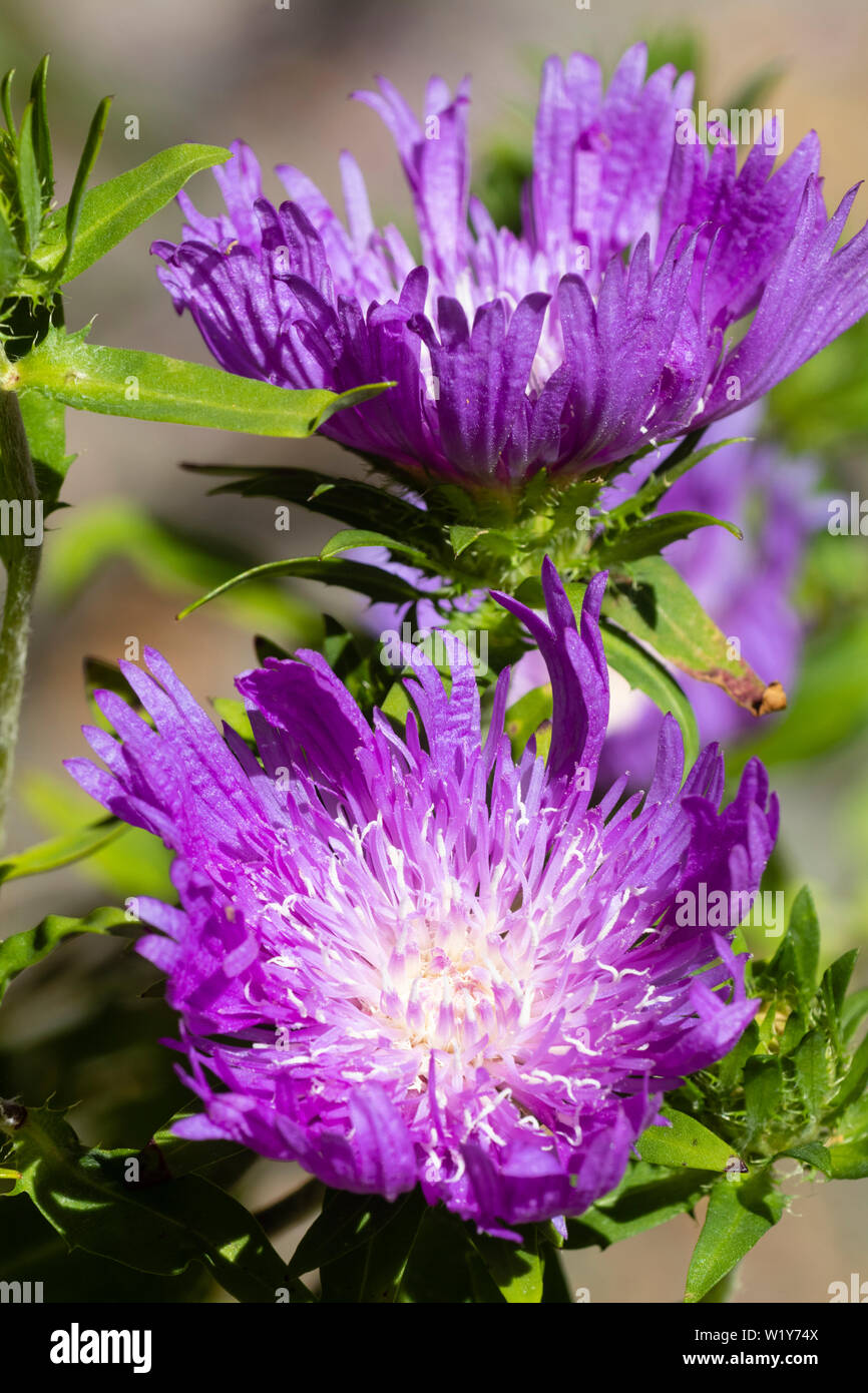 White centered purple flowers of the hardy perennial Stoke's aster, Stokesia laevis 'Purple Parasols' Stock Photo