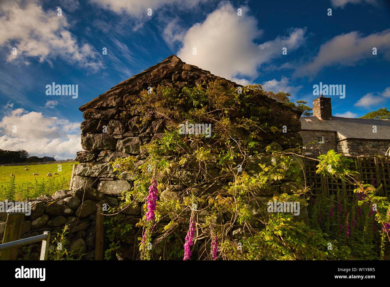 Traditional Welsh barn made of stone and slate in the countryside in Llanfair, Wales, UK. Stock Photo