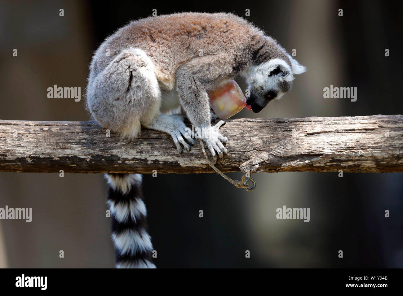 Italy, Rome, June 27, 2019 : Lemurs in Biopark are fed with frozen vegetables and fruits, because of the high temperatures   Photo Remo Casilli/Sintes Stock Photo