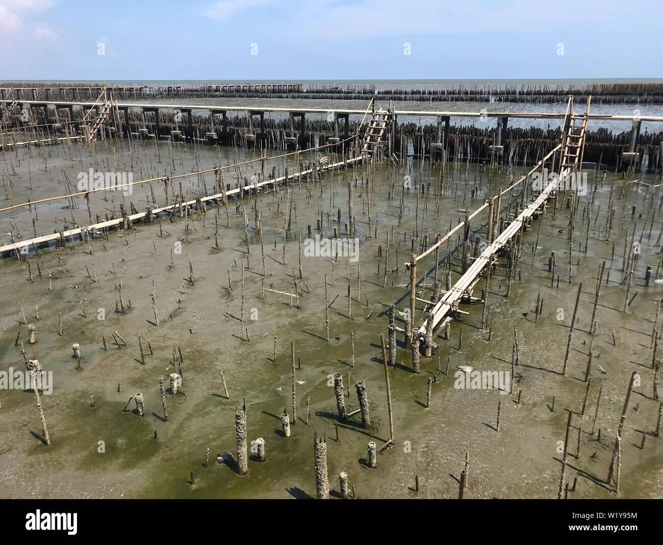 A land erosion protection - The rows of bamboo sticks on seashore for wave breaking about barriers, Samut Sakhon, Thailand. Stock Photo