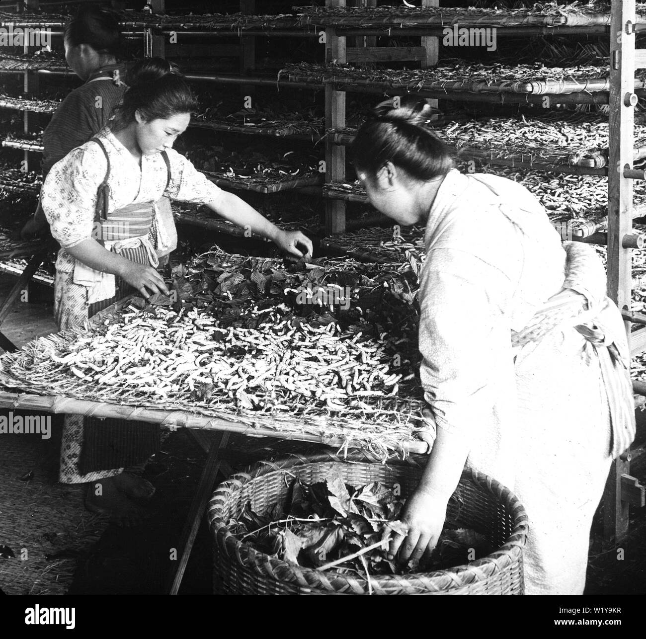 [ 1900s Japan - Japanese Women Feeding Silkworms ] —   Two women feed silkworms with mulberry leaves. This glass slide published by the Keystone View Company was photographed by Julian Cochrane in 1904.  20th century vintage glass slide. Stock Photo