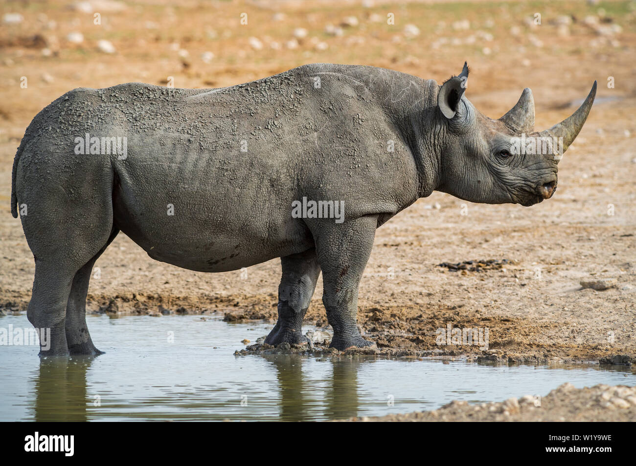Black Rhinoceros - Diceros bicornis, iconic African mammal, critically endangered member of big five. Etosha National Park, Namibia. Stock Photo