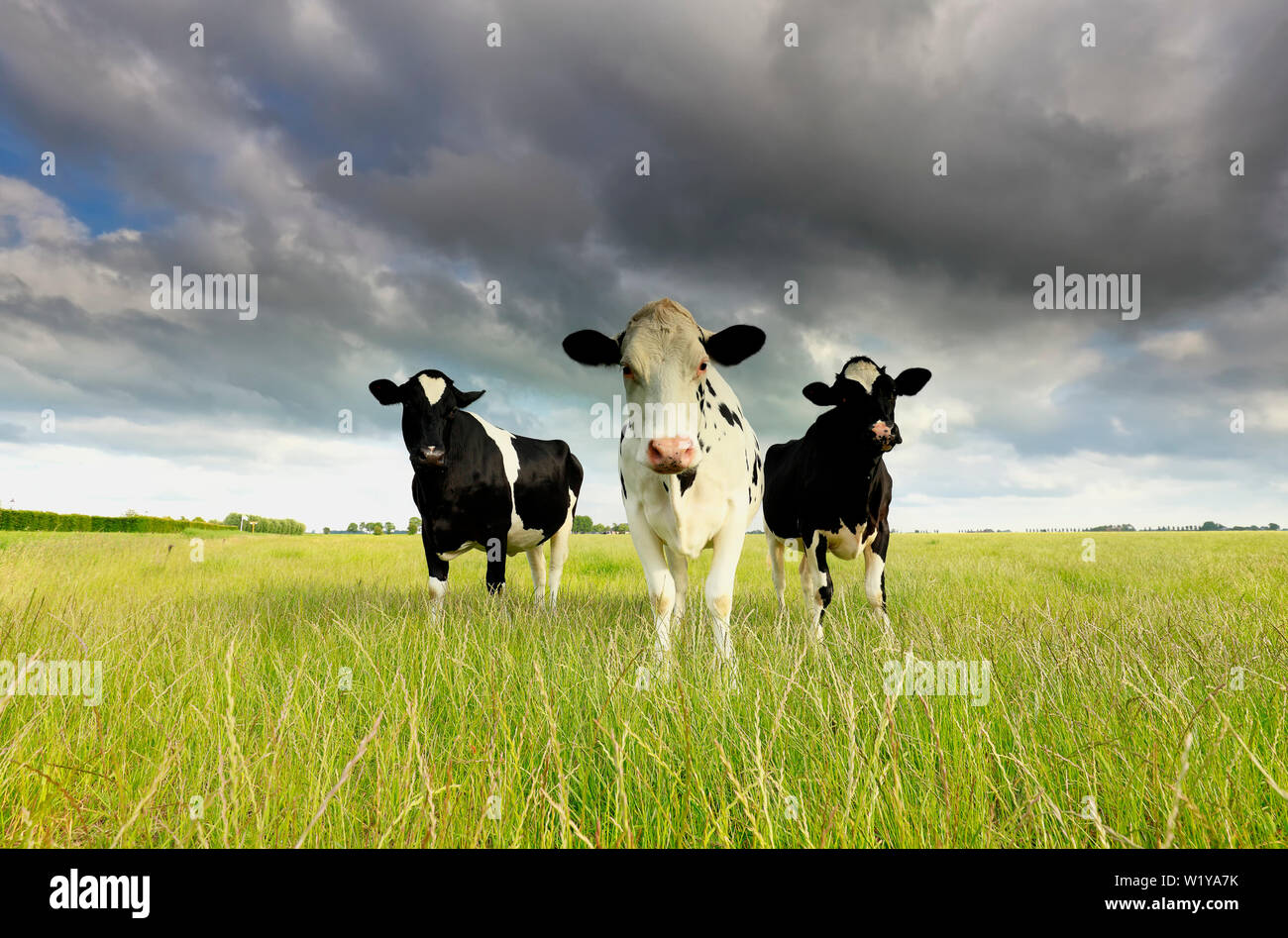 cows on green pasture on sunny day Stock Photo - Alamy