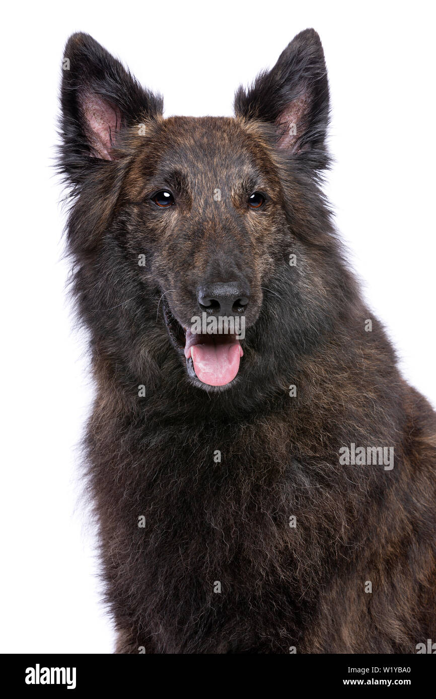 Long Haired Dutch Shepherd In Front Of A White Background Stock