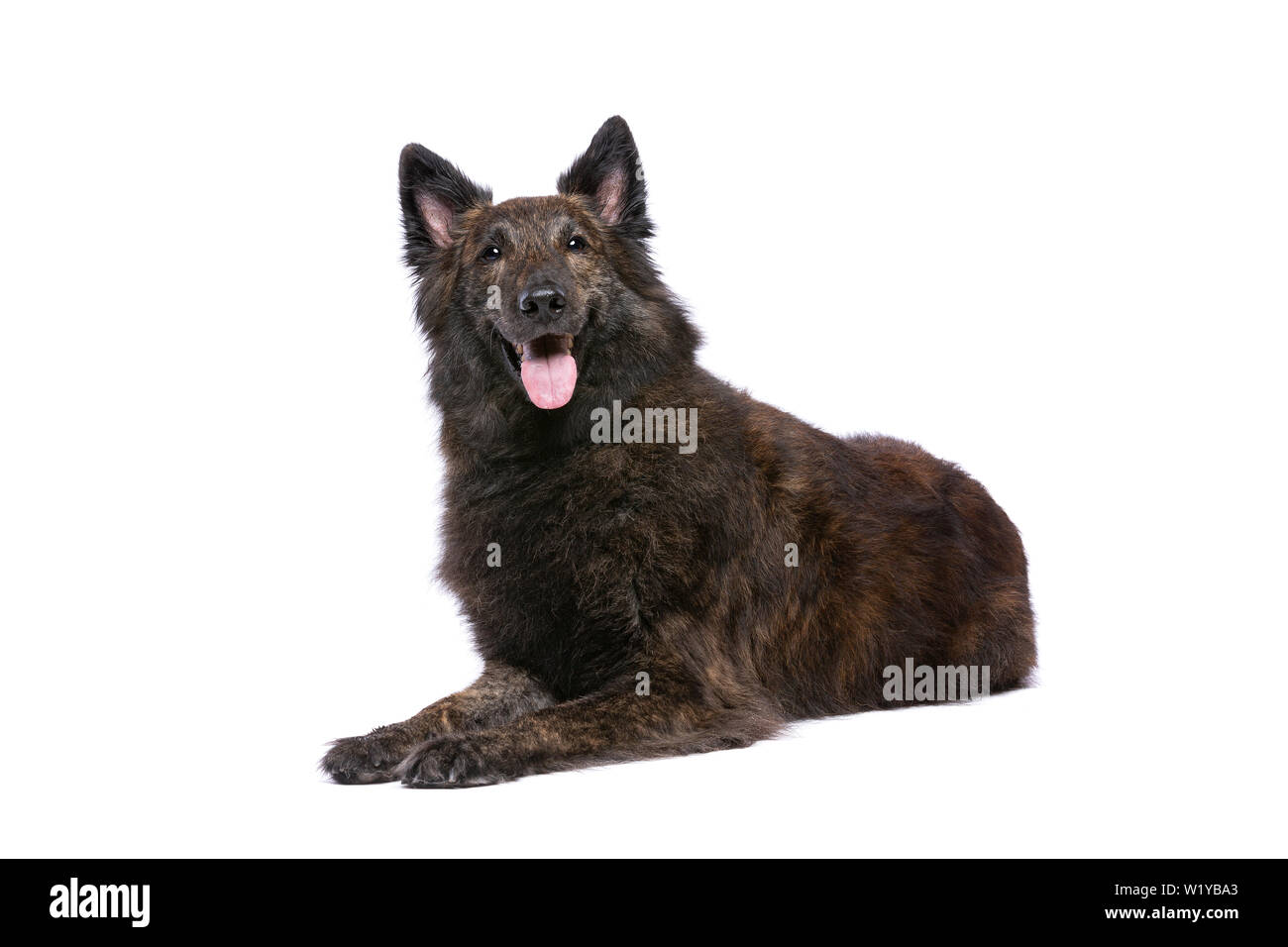 Dutch long haired shepherd hi res stock photography and images Alamy