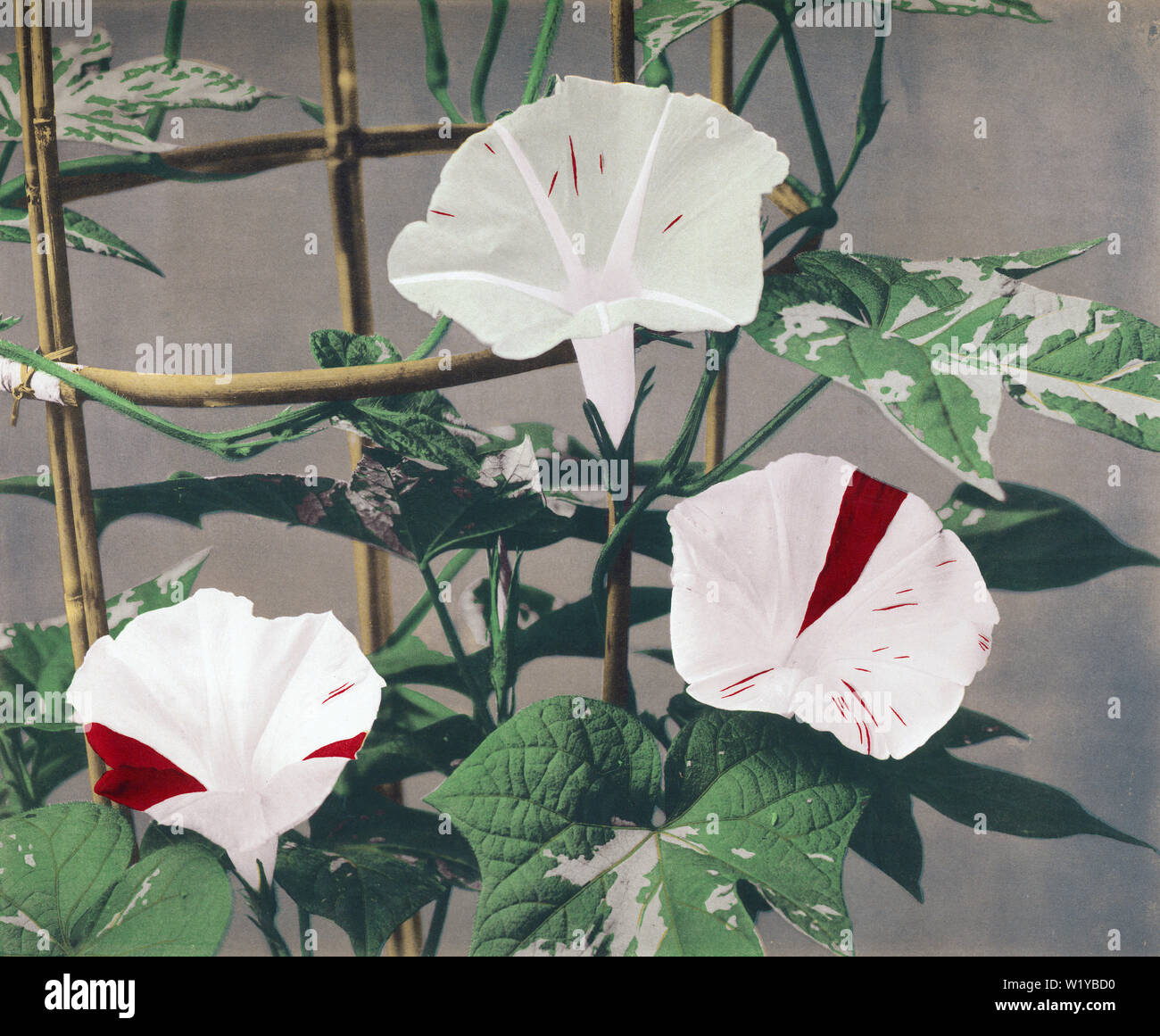 10s Japan Morning Glory Flowers Japanese Morning Glory Asagao Lat Ipomoea Nil Pharbitis Nil Originally Published In Japan Described And Illustrated By The Japanese Edited By Captain Frank