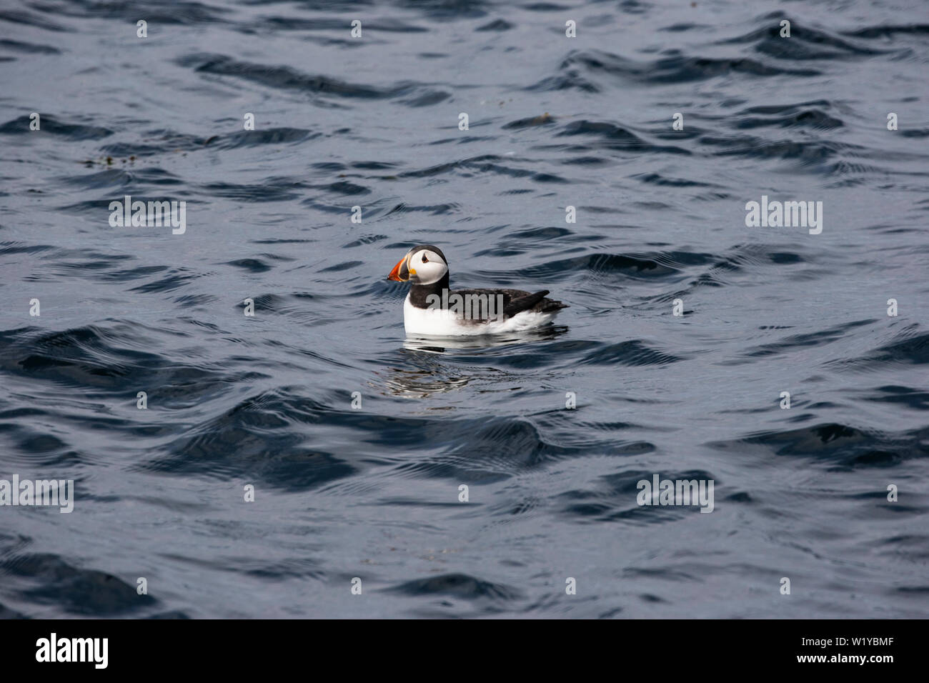 A solitary Puffin Fratercula arctica bobbing on the sea swell off the north east coast of Britain Stock Photo