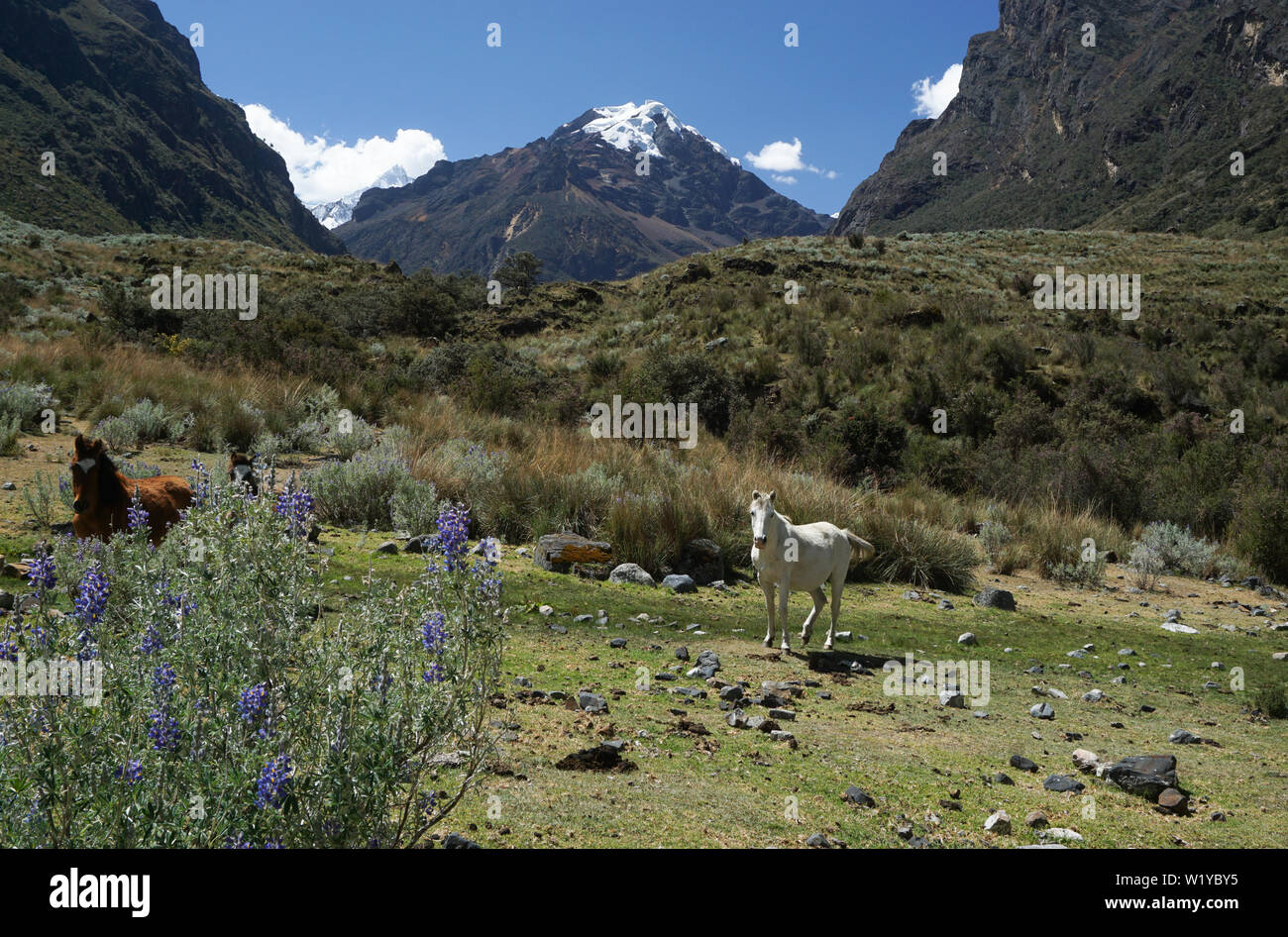 Horizontal view of a mountain landscape with wild horses in the Cordillera Blanca in the Andes of Peru Stock Photo
