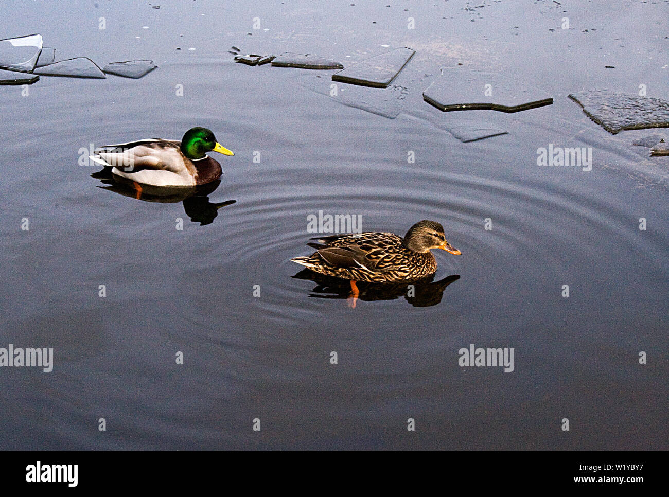 2 Mallard Ducks on Hogganfield Loch, Scotland Stock Photo - Alamy