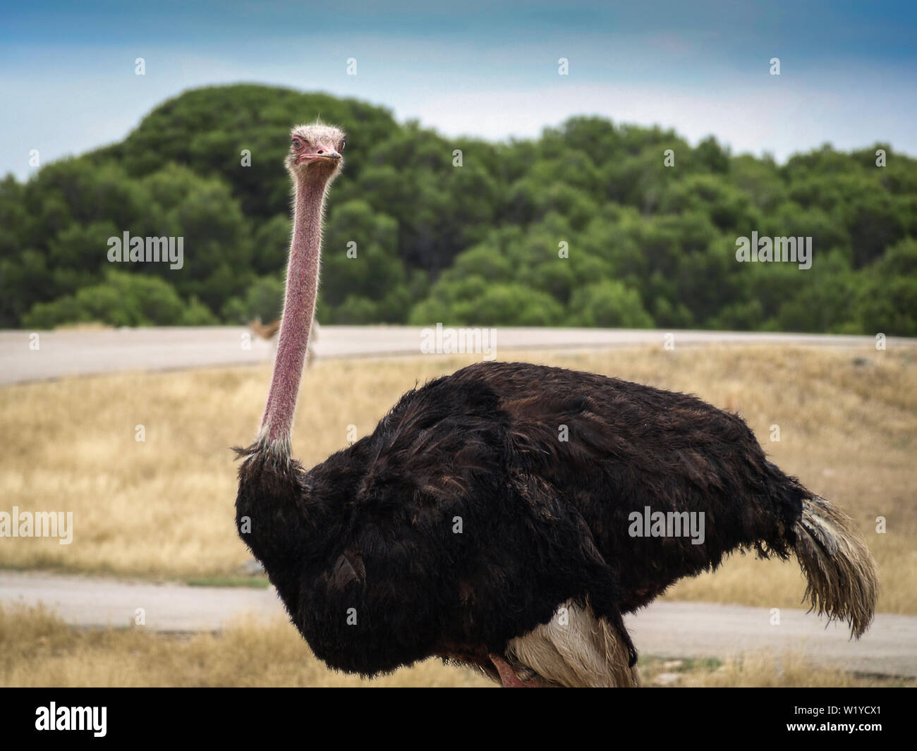 One curious ostrich with angry face staring on you. Close up with blurred  green forest and savannah with yellow grass on a background Stock Photo -  Alamy
