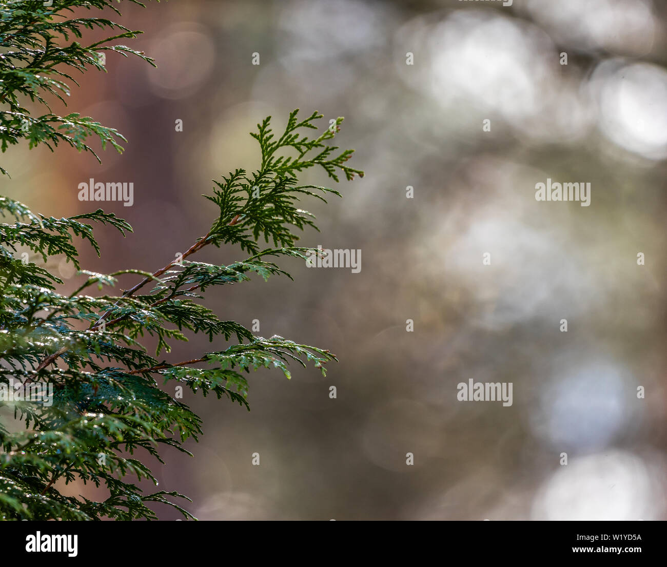 Abstract image of a branch of a juniper against an unsharp background with bokeh, much copy-space, background Stock Photo