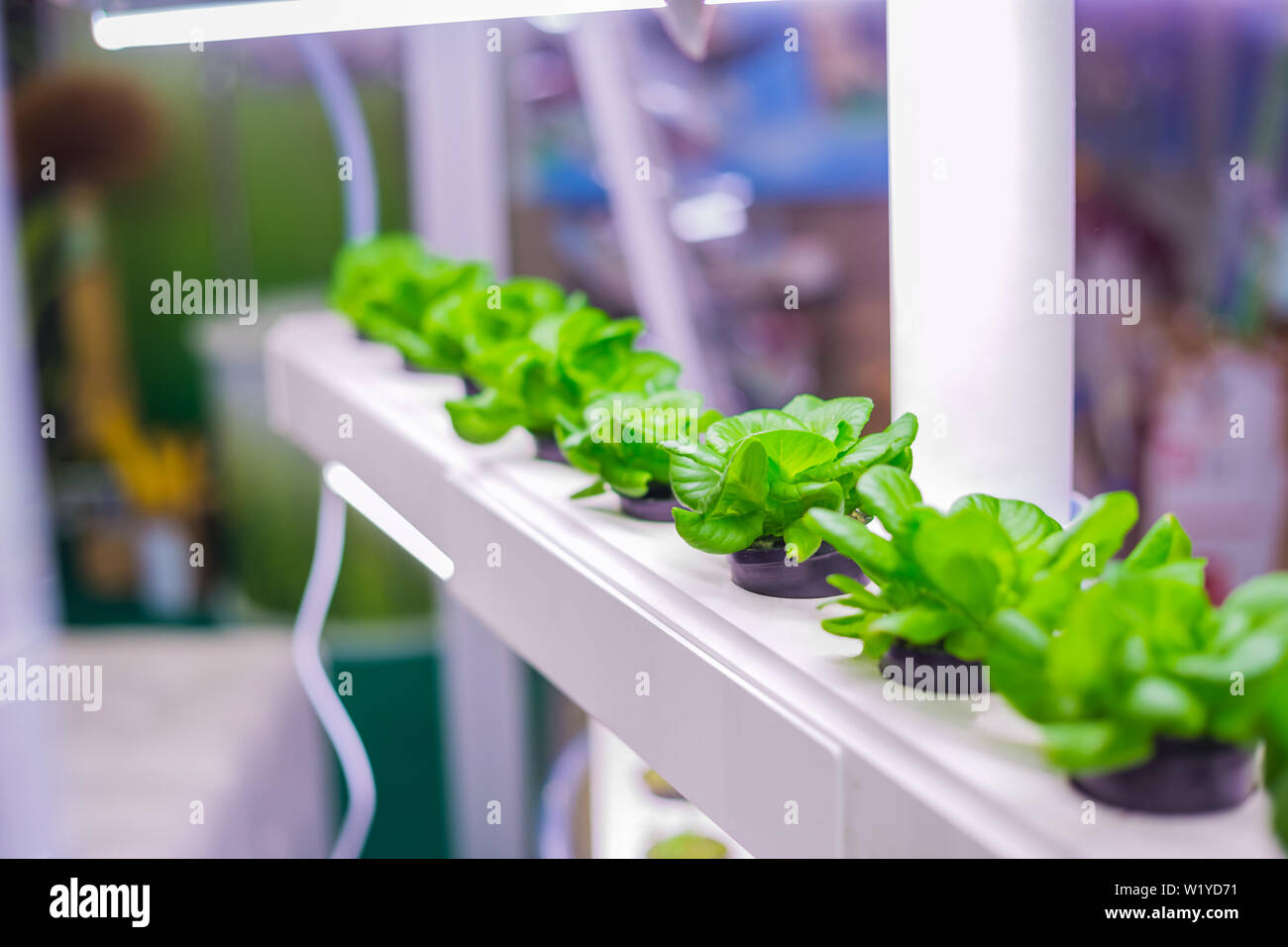 Green plants growing in pots Stock Photo Alamy