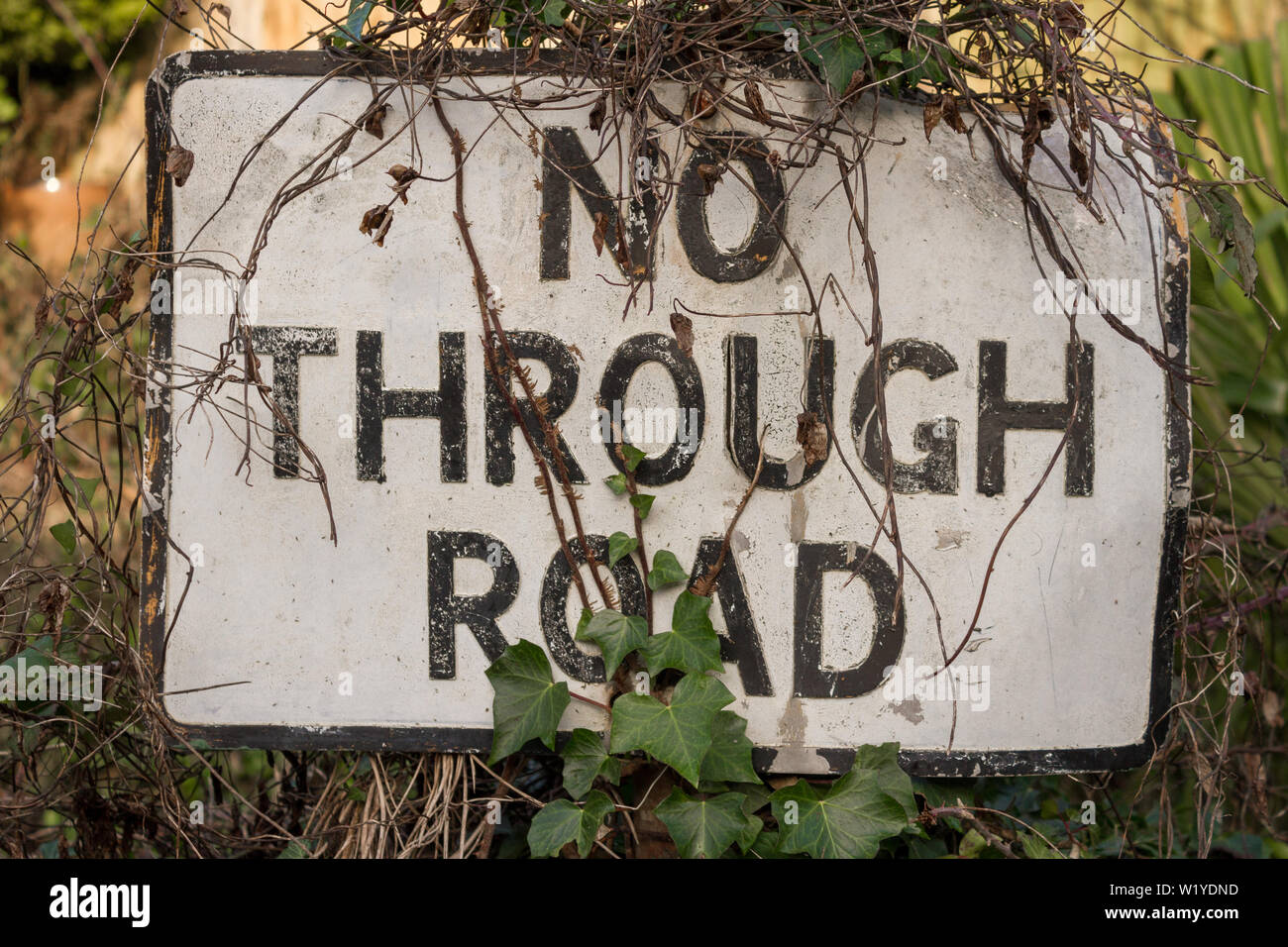 A "No Through Road" sign on a post partially hidden partially hidden by ivy and other overgrowth Stock Photo