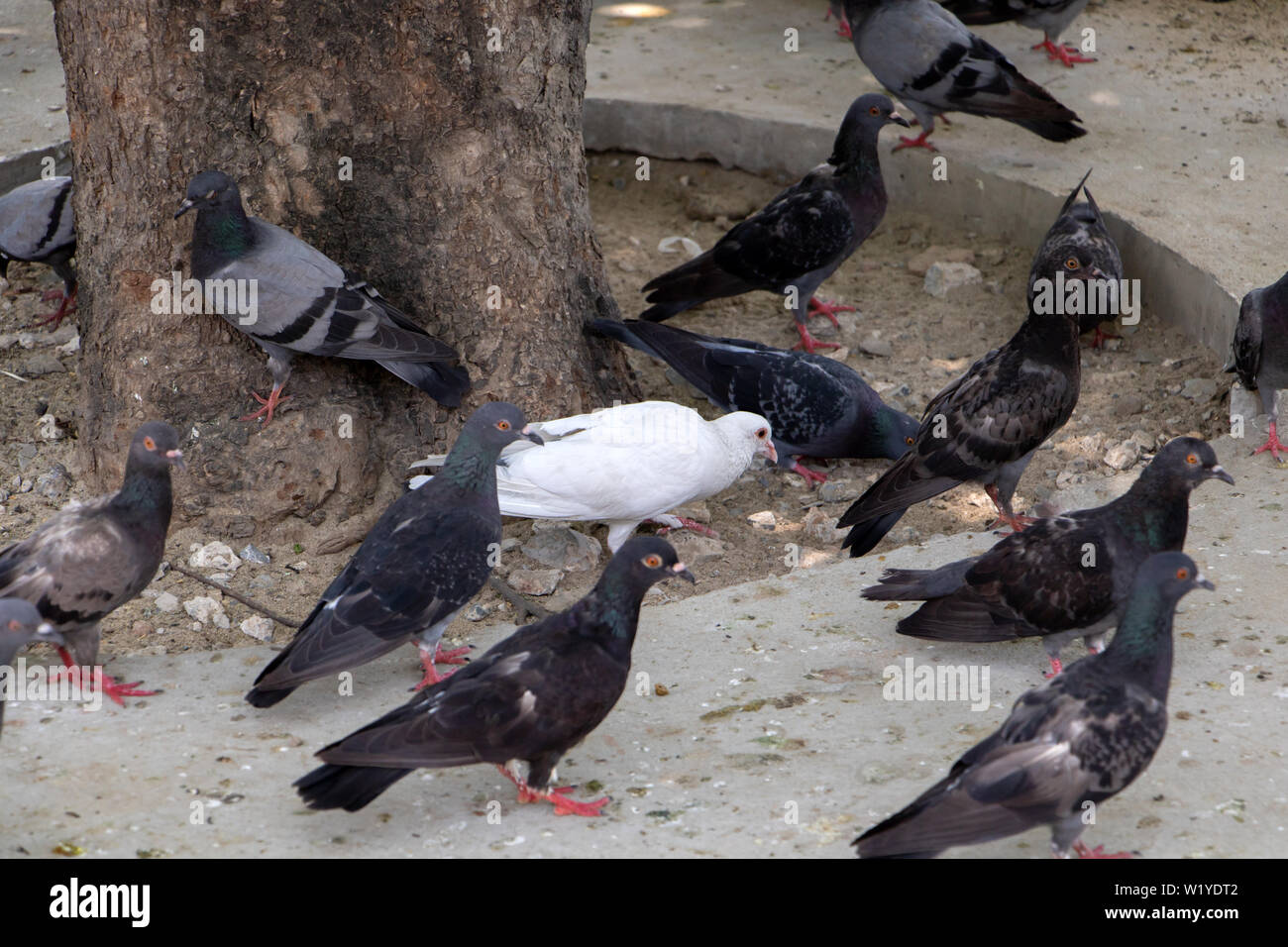 A white pigeon walks on the street between the dark pigeons. The only white dove among the black birds. Stock Photo