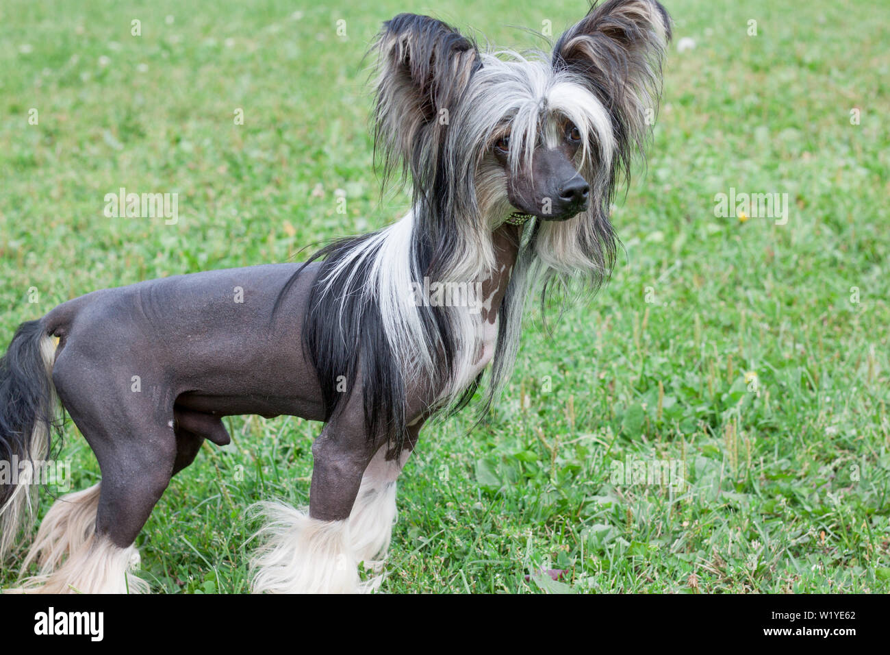 Cute hairless chinese crested dog is standing on a green meadow. Pet animals. Purebred dog. Stock Photo