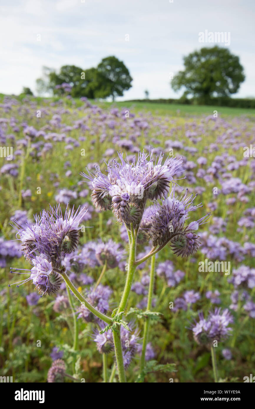 Phacelia tanacetifolia,  Lacy phacelia, Blue tansy, Purple tansy. Cover crop, green manure, attracts insects, Essex, UK, May Stock Photo